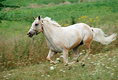 HOR 01 FA0010 01
Gray Pony Of The Americas Galloping Through Field
