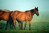 HOR 01 GR0006 01
Horses Grazing On Pasture