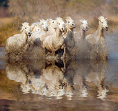 HOR 01 JZ0003 01
White Camargue Horses Running Through Water Provence France