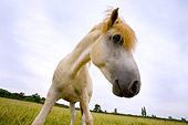 HOR 01 JZ0005 01
Close-Up Of White Camargue Horse Standing In Field Wide Angle Provence France