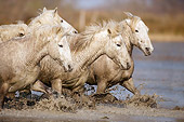 HOR 01 JZ0007 01
White Camargue Horses Trotting Through Water Provence France