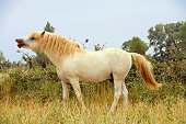 HOR 01 JZ0010 01
White Camargue Horse Standing In Field Provence France
