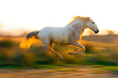 HOR 01 JZ0011 01
White Camargue Horse Galloping In Field At Dusk Provence France