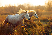 HOR 01 JZ0012 01
Two White Camargue Horses Galloping In Field At Dusk Provence France