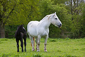 HOR 01 KH0001 01
Percheron Mare And Foal Standing In Field