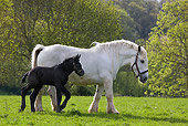 HOR 01 KH0002 01
Percheron Mare And Foal Walking In Field