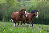 HOR 01 KH0003 01
Two Norman Cobs Walking In Field