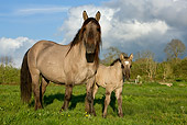 HOR 01 KH0004 01
Mulassier Mare And Foal Standing In Field