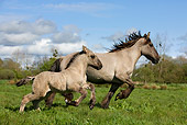 HOR 01 KH0005 01
Mulassier Mare And Foal Running In Field