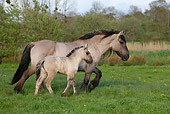 HOR 01 KH0006 01
Mulassier Mare And Foal Trotting In Field