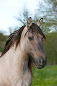 HOR 01 KH0007 01
Head Shot Of Mulassier Draft Horse