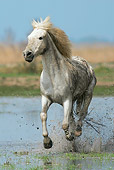 HOR 01 KH0009 01
Camargue Horse Cantering In Water