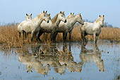 HOR 01 KH0012 01
Herd Of Camargue Horses Standing In Marsh