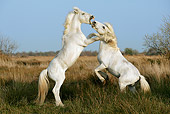 HOR 01 KH0014 01
Two Camargue Horses Fighting In Field