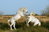 HOR 01 KH0015 01
Two Camargue Horses Fighting In Field