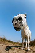 HOR 01 KH0025 01
Humorous Shot Of Camargue Horse Looking Down At Camera