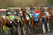 HOR 01 KH0029 01
Horses Running In Harness Race