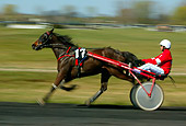 HOR 01 KH0030 01
Horse And Driver Trotting In Harness Race