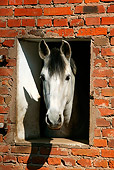 HOR 01 KH0032 01
Head Shot Of Andalusian Looking Out Window