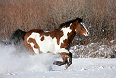 HOR 01 KH0034 01
Bay Paint Horse Galloping In Snow
