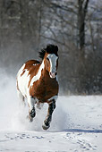 HOR 01 KH0035 01
Bay Paint Horse Galloping In Snow