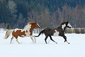 HOR 01 KH0036 01
Two Paint Horses Cantering In Snow