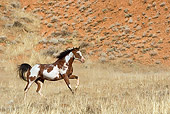 HOR 01 KH0037 01
Bay Paint Horse Cantering In Field
