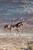 HOR 01 KH0038 01
Bay Paint Horse Trotting On Dirt By Hill