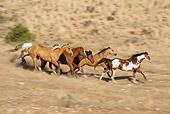 HOR 01 KH0039 01
Herd Of Horses Galloping On Dirt By Hill