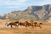 HOR 01 KH0040 01
Herd Of Horses Galloping By Hills