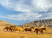 HOR 01 KH0041 01
Herd Of Horses Galloping By Hills