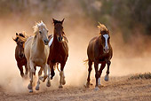 HOR 01 KH0042 01
Herd Of Horses Galloping In Dry Field