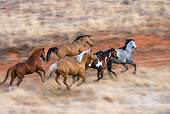 HOR 01 KH0043 01
Herd Of Horses Galloping In Dry Field