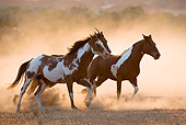 HOR 01 KH0044 01
Three Horses Galloping In Dry Field