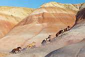 HOR 01 KH0046 01
Herd Of Horses Galloping Up Hill