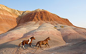 HOR 01 KH0047 01
Two Horses Trotting Up Hill