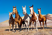 HOR 01 KH0048 01
Herd Of Horses Standing By Hills