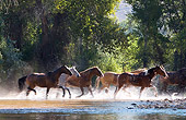 HOR 01 KH0049 01
Herd Of Horses Running Through Stream