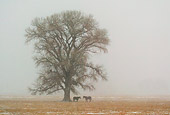HOR 01 KH0051 01
Two Horses Standing By Tree In Snowstorm