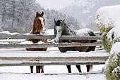 HOR 01 KH0052 01
Two Horses Standing By Fence In Snow
