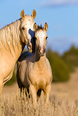 HOR 01 KH0054 01
Close-Up Of Palomino Mustang Mare And Dun Foal Standing In Field