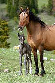 HOR 01 KH0055 01
Close-Up Of Dun Mustang Mare And Black Foal Standing In Field