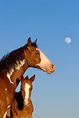 HOR 01 KH0057 01
Close-Up Of Bay Pinto Mustang Mare And Foal Standing With Blue Sky And Moon