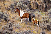 HOR 01 KH0058 01
Bay Pinto Mustang Mare And Foal Standing In Field
