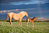 HOR 01 KH0062 01
Palomino Mustang Mare And Dun Foal Standing In Field With Rainbow