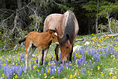 HOR 01 KH0063 01
Roan Mustang Mare And Bay Foal Standing In Field Of Yellow And Purple Wildflowers