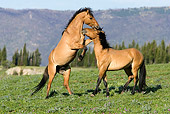 HOR 01 KH0065 01
Two Dun Mustangs Fighting In Field
