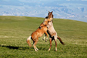 HOR 01 KH0068 01
Palomino And Roan Mustangs Fighting In Field