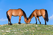 HOR 01 KH0072 01
Two Dun Mustangs Standing In Field Grazing