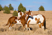 HOR 01 KH0073 01
Bay And Chestnut Pinto Mustang Mare And Foal Standing In Field